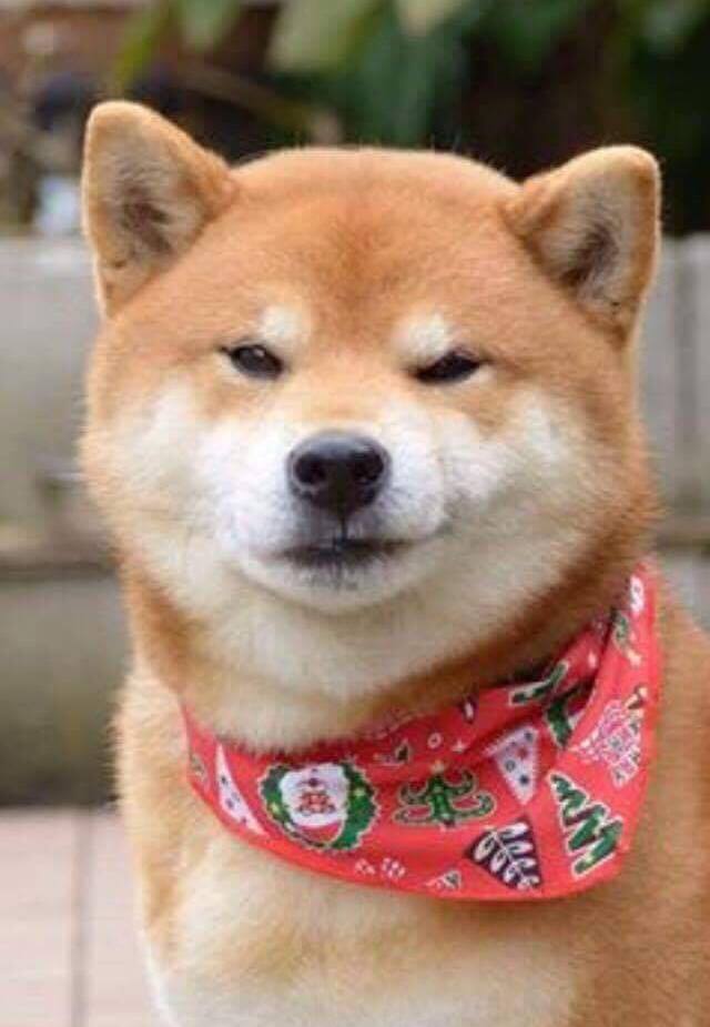 Shiba Inu
